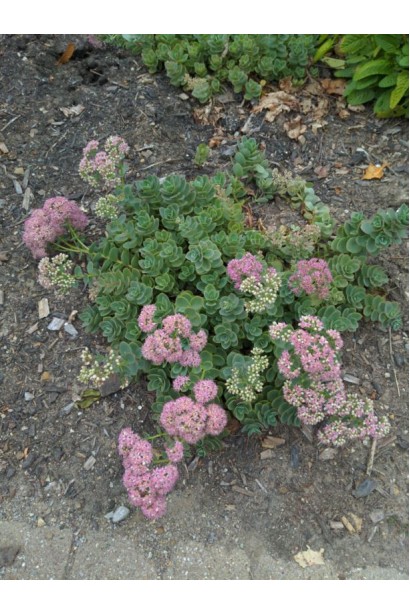 Очиток Лайм Зінгер  на клумбі